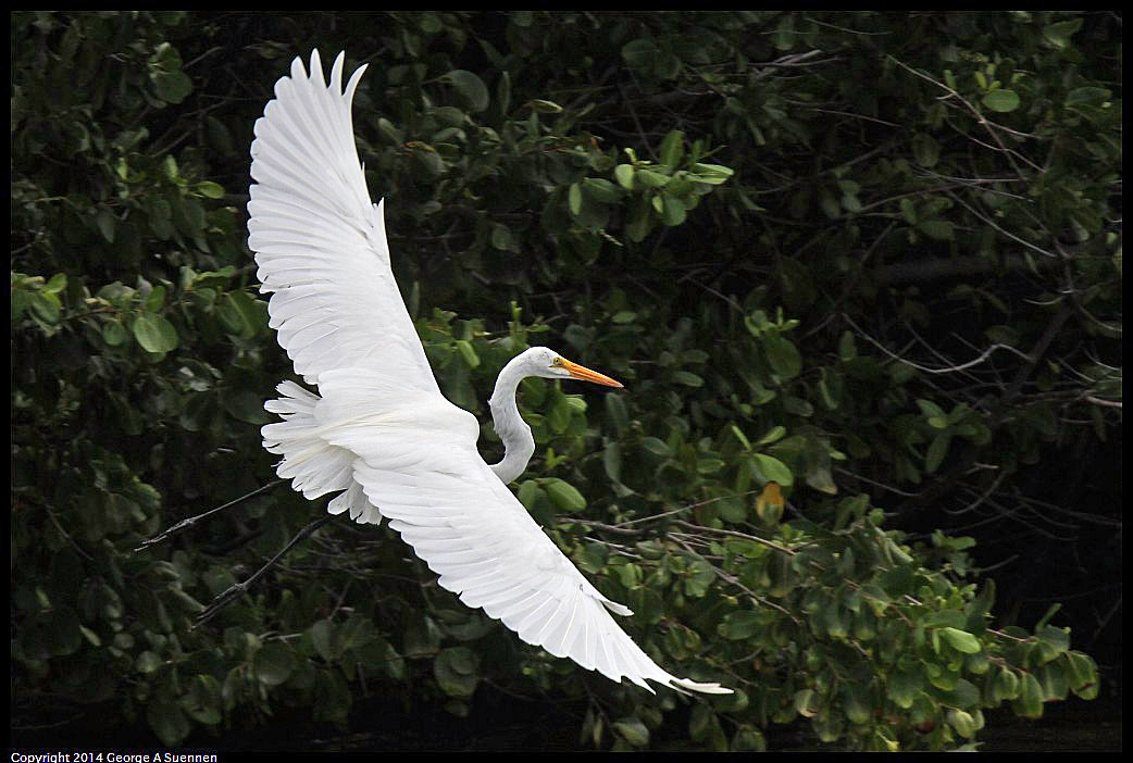 0819-102431-04.jpg - Great Egret