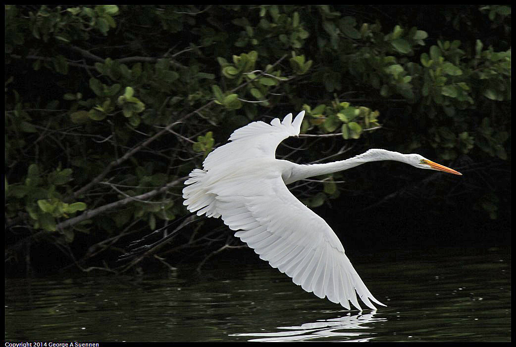 0819-102432-02.jpg - Great Egret