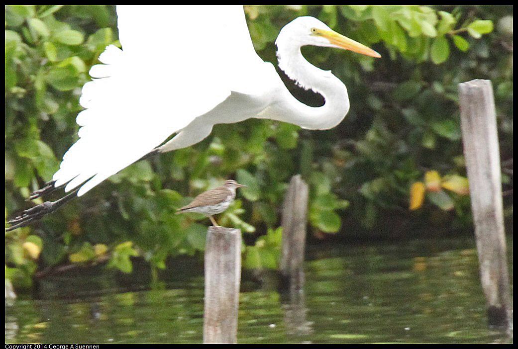 0819-102432-05.jpg - Great Egret and Spotted Sandpiper