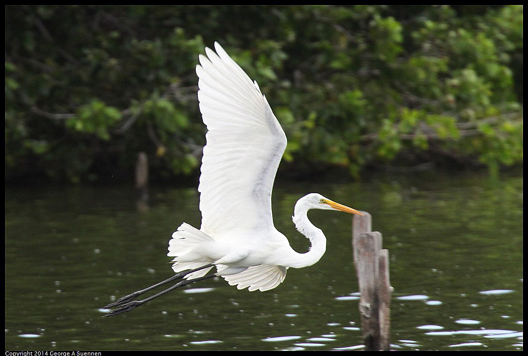 0819-102433-02.jpg - Great Egret