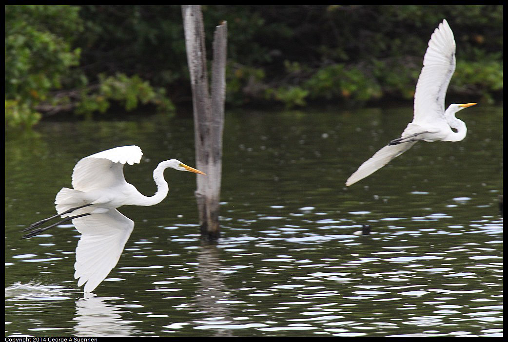 0819-102433-03.jpg - Great Egret