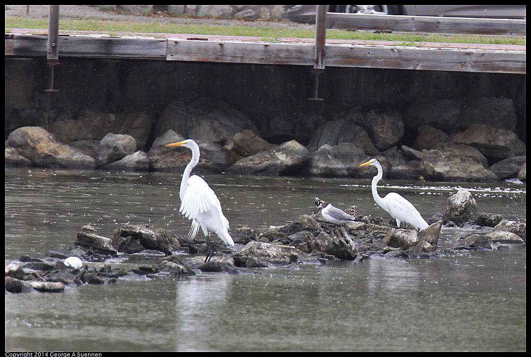 0819-102500-02.jpg - Great Egret and Ruddy Turnstone