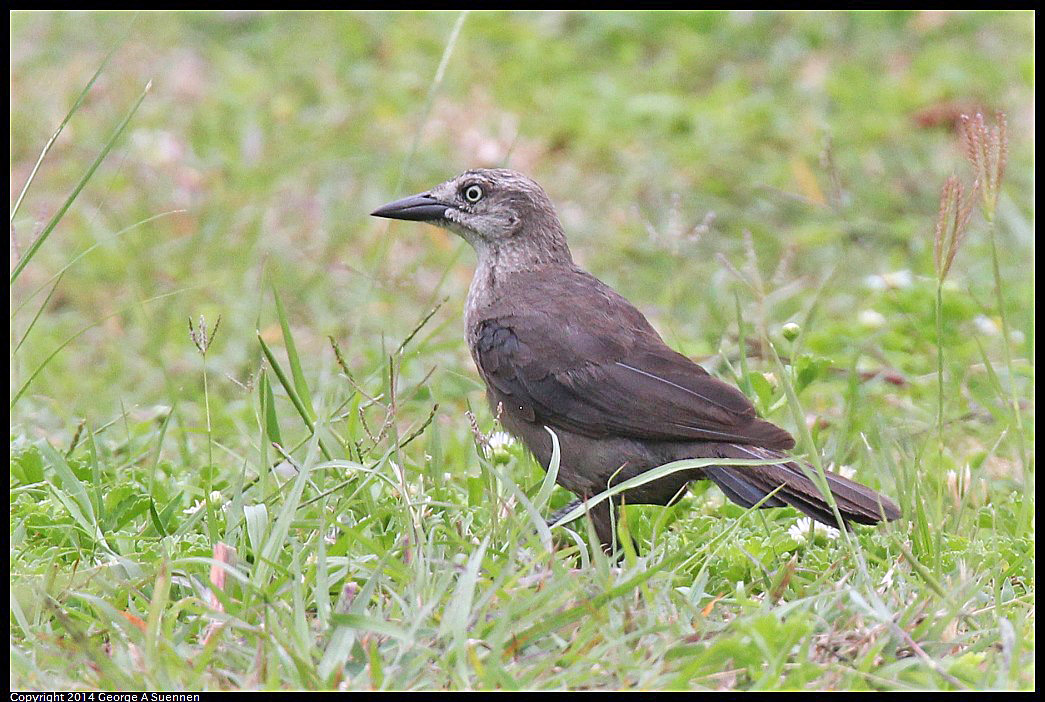 0819-102642-01.jpg - Boat-tailed Grackle