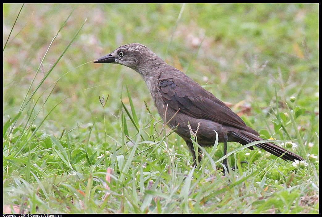 0819-102642-02.jpg - Boat-tailed Grackle