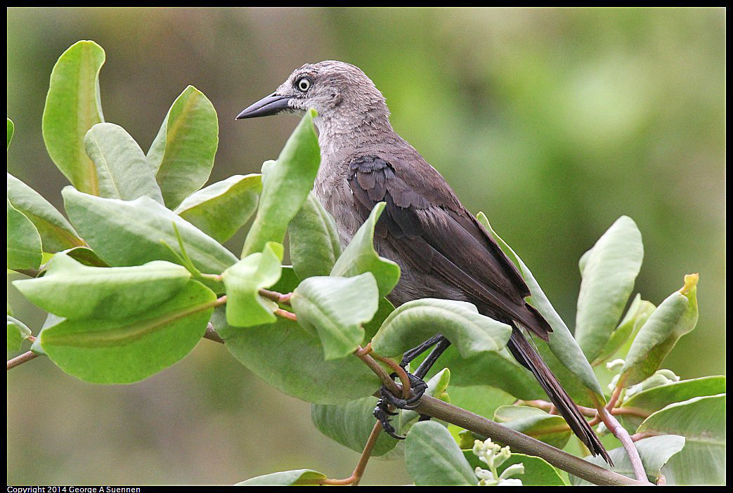 0819-102706-01.jpg - Boat-tailed Grackle