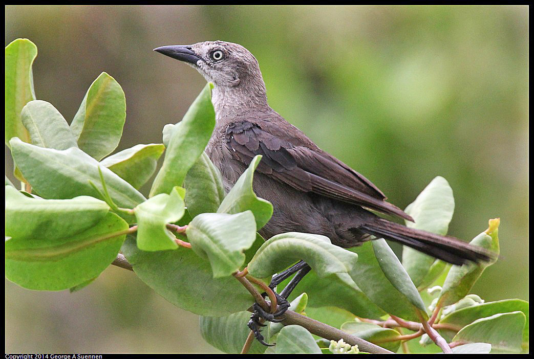 0819-102706-02.jpg - Boat-tailed Grackle