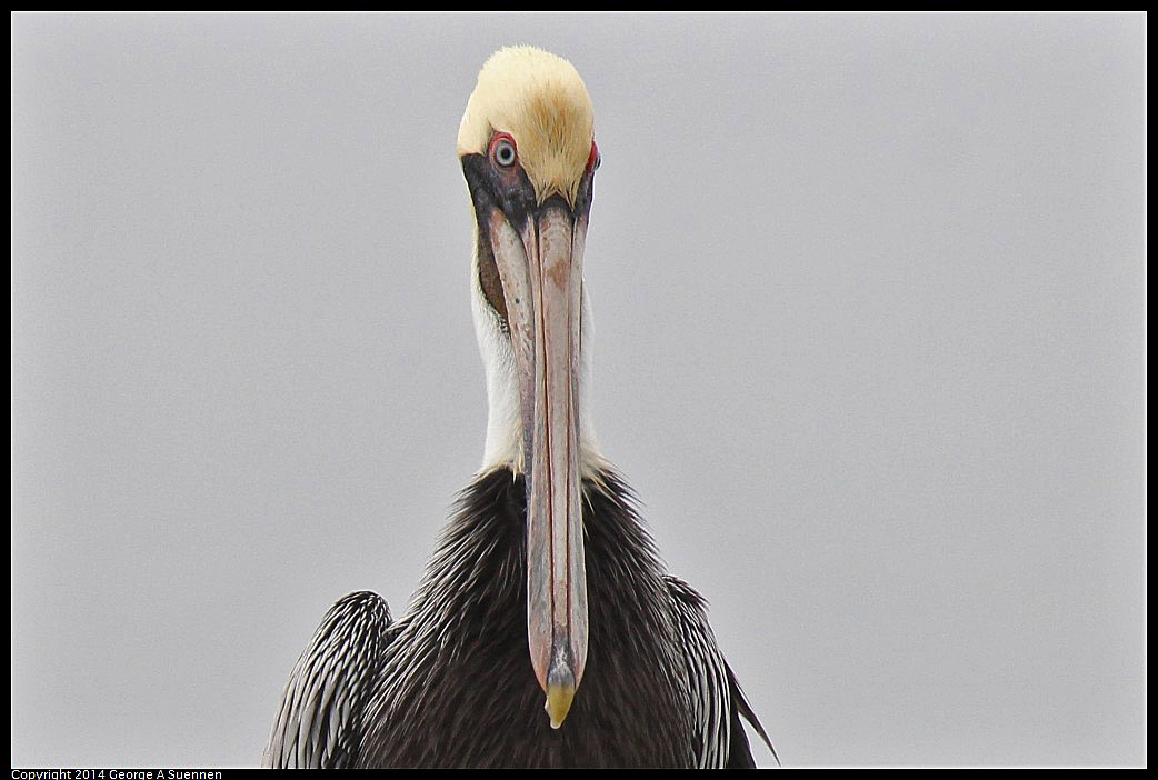 0819-102739-01.jpg - Brown Pelican