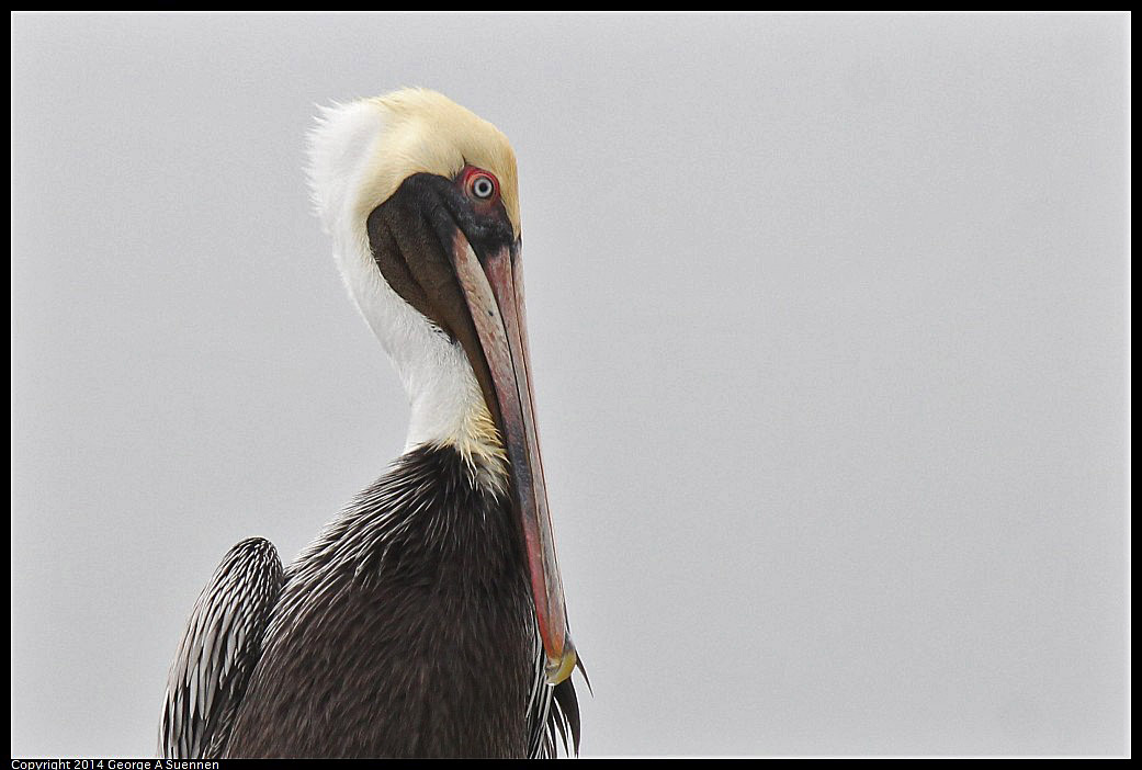 0819-102741-01.jpg - Brown Pelican