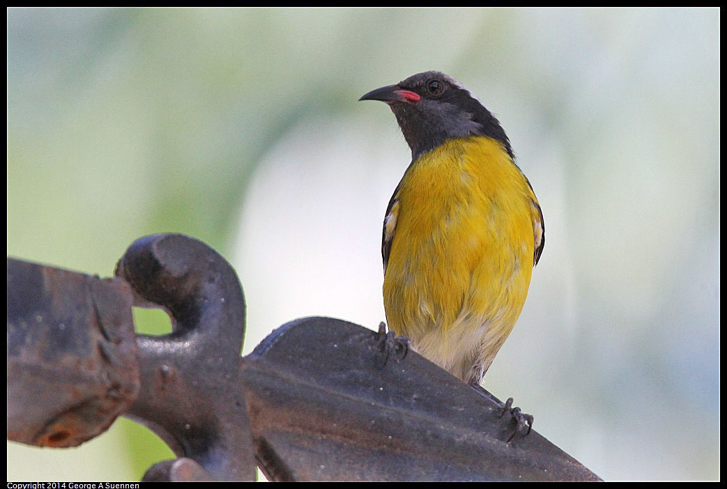 0819-134059-01.jpg - Bananaquit