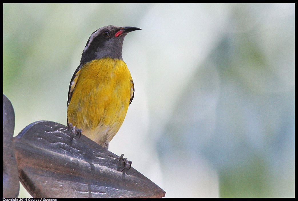 0819-134059-03.jpg - Bananaquit