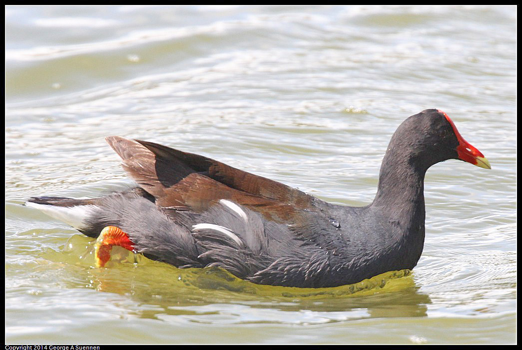 0819-142722-02.jpg - Common Gallinules