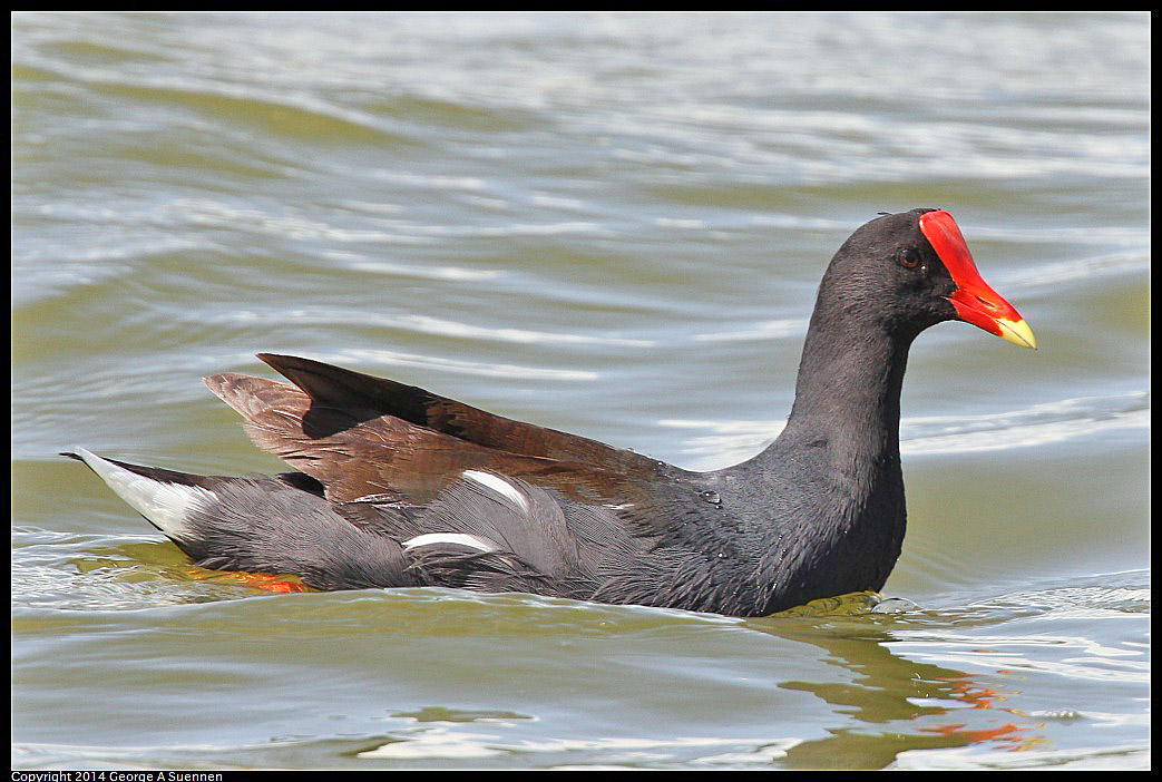 0819-142726-01.jpg - Common Gallinules