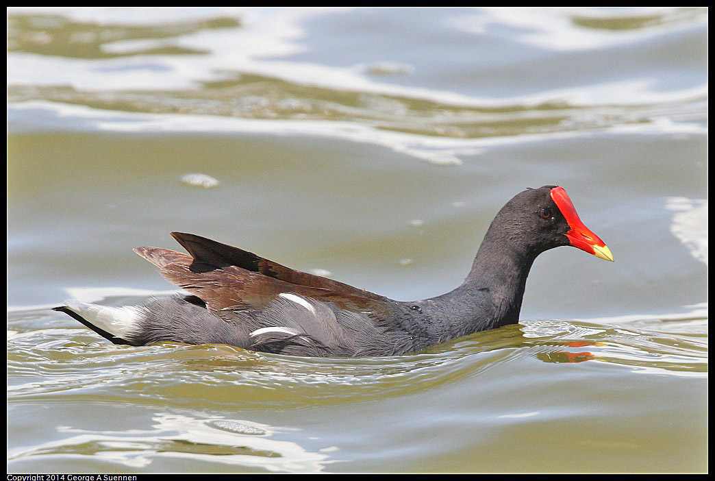 0819-142733-01.jpg - Common Gallinules