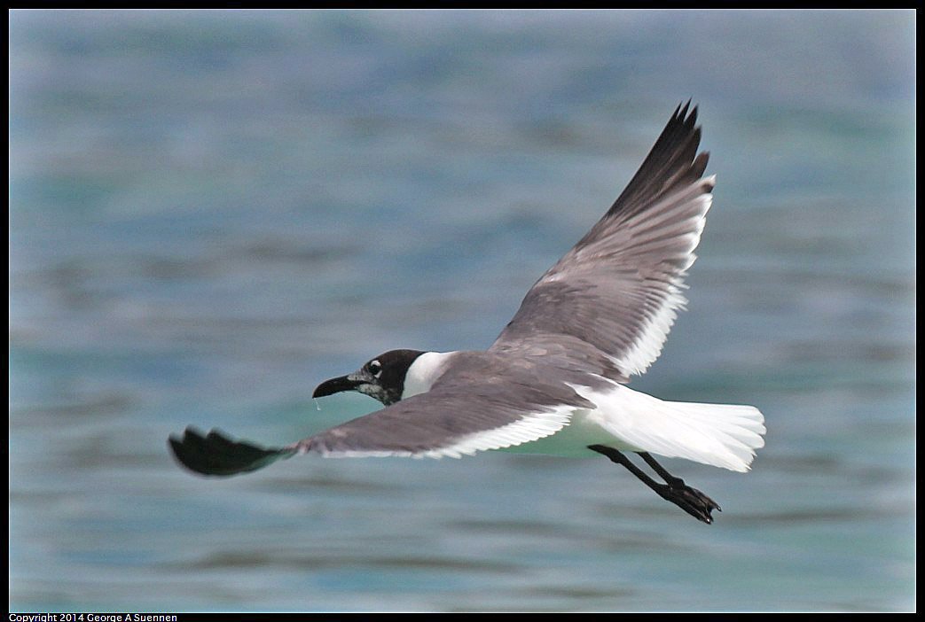 0819-154832-04.jpg - Laughing Gull