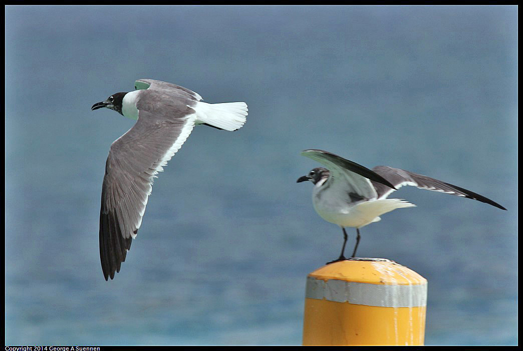 0819-154833-03.jpg - Laughing Gull