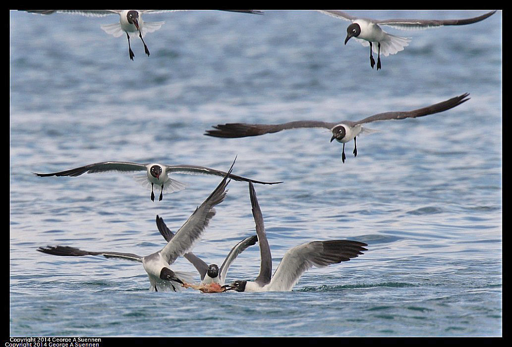 0819-162625-01.jpg - Laughing Gull