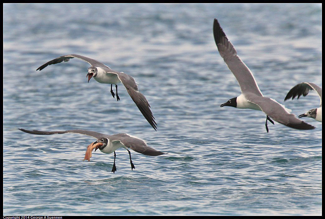 0819-162628-02.jpg - Laughing Gull