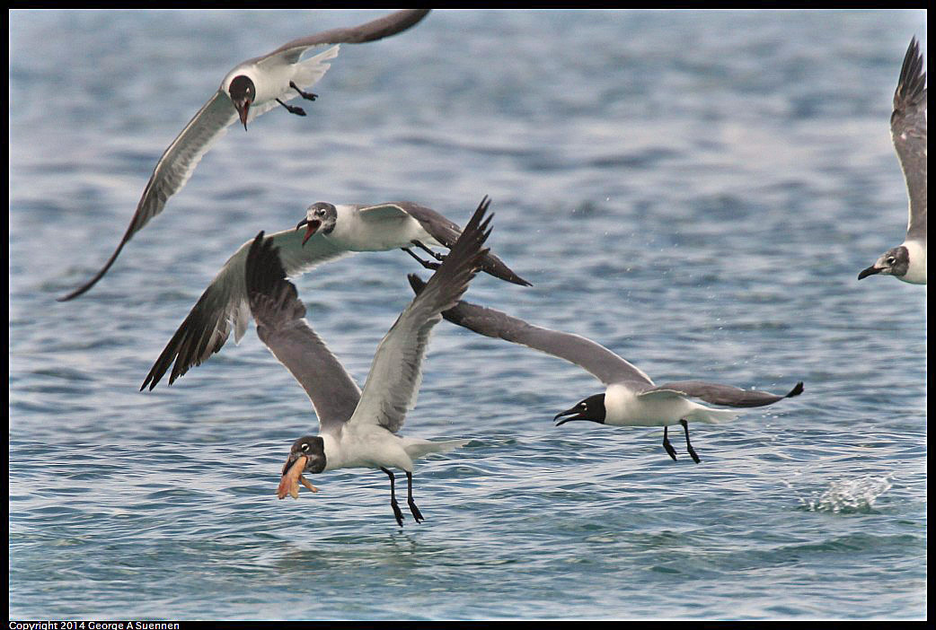 0819-162629-01.jpg - Laughing Gull