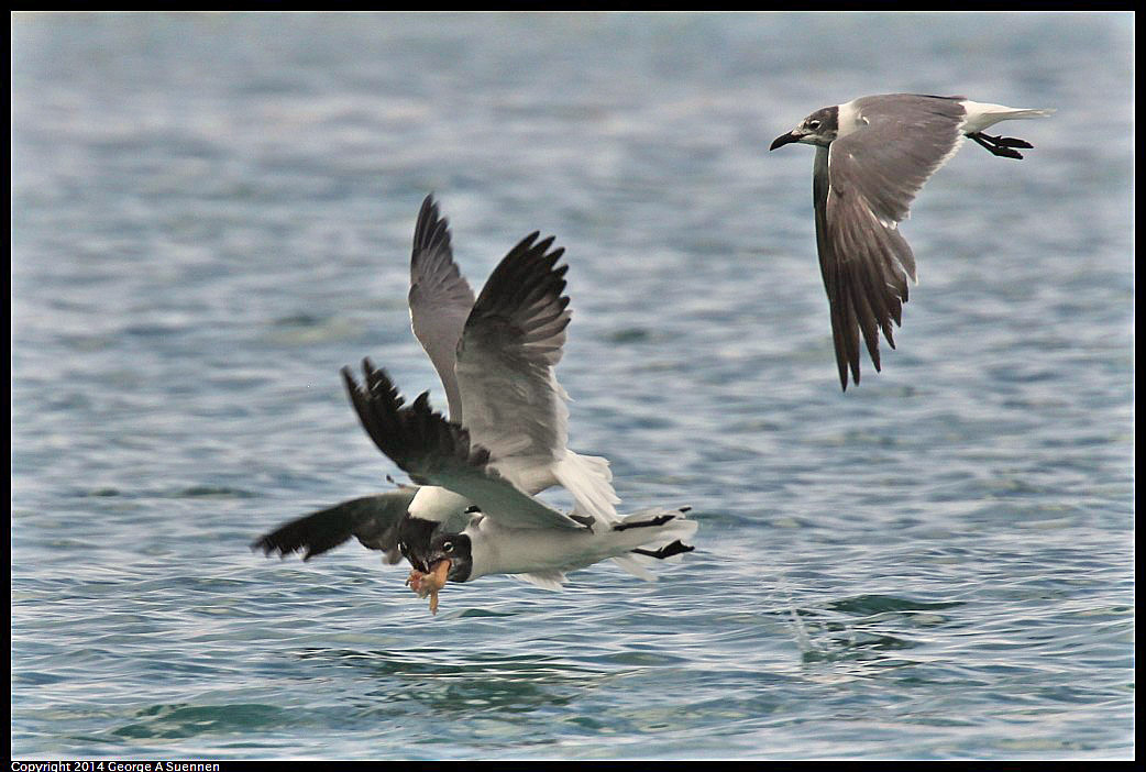 0819-162630-01.jpg - Laughing Gull