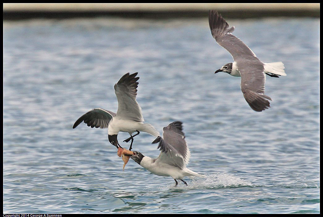 0819-162630-02.jpg - Laughing Gull