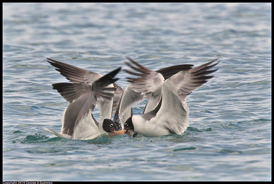 0819-162633-03.jpg - Laughing Gull