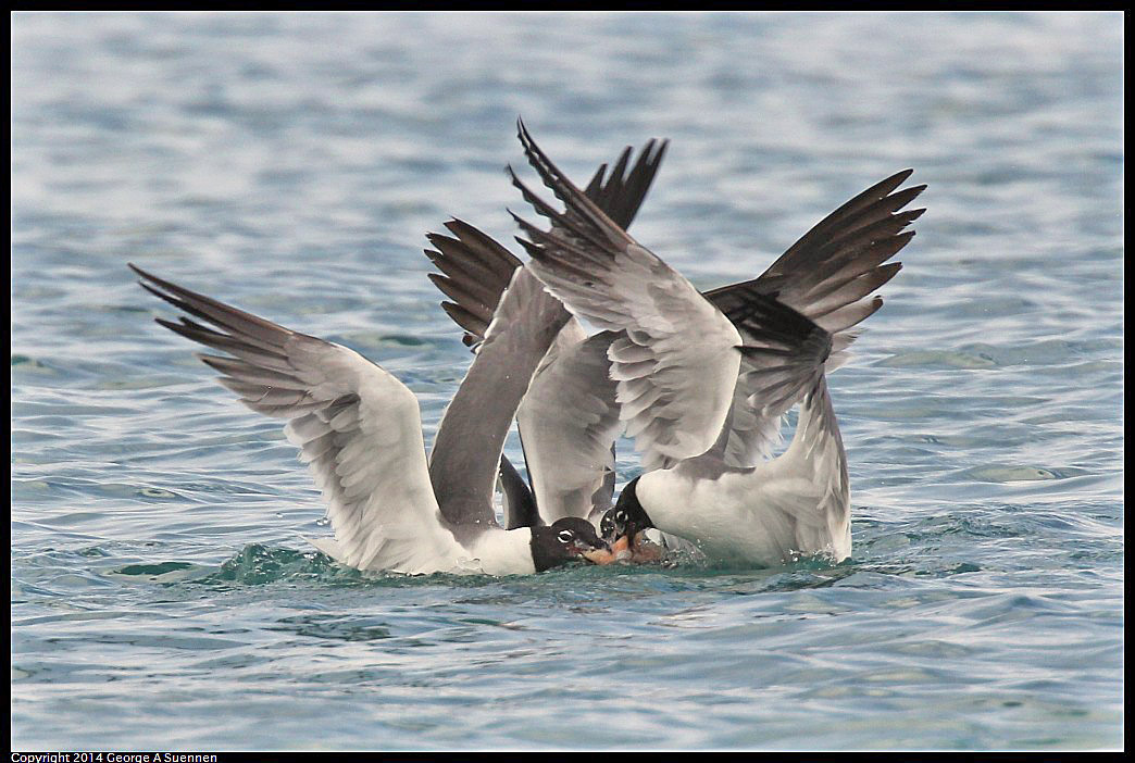 0819-162633-04.jpg - Laughing Gull