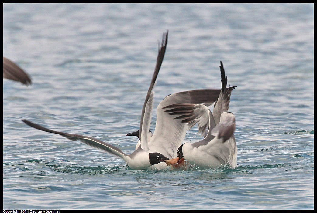 0819-162634-02.jpg - Laughing Gull