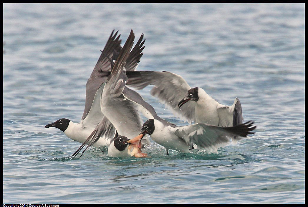 0819-162635-01.jpg - Laughing Gull