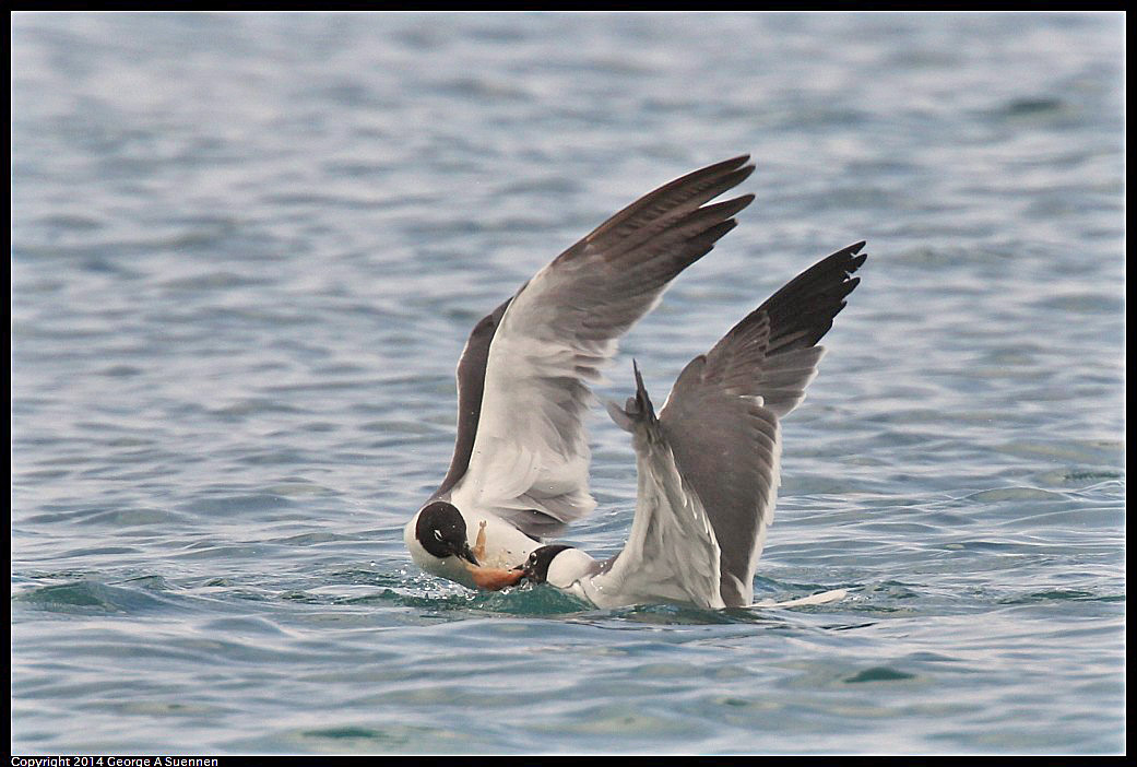 0819-162636-02.jpg - Laughing Gull