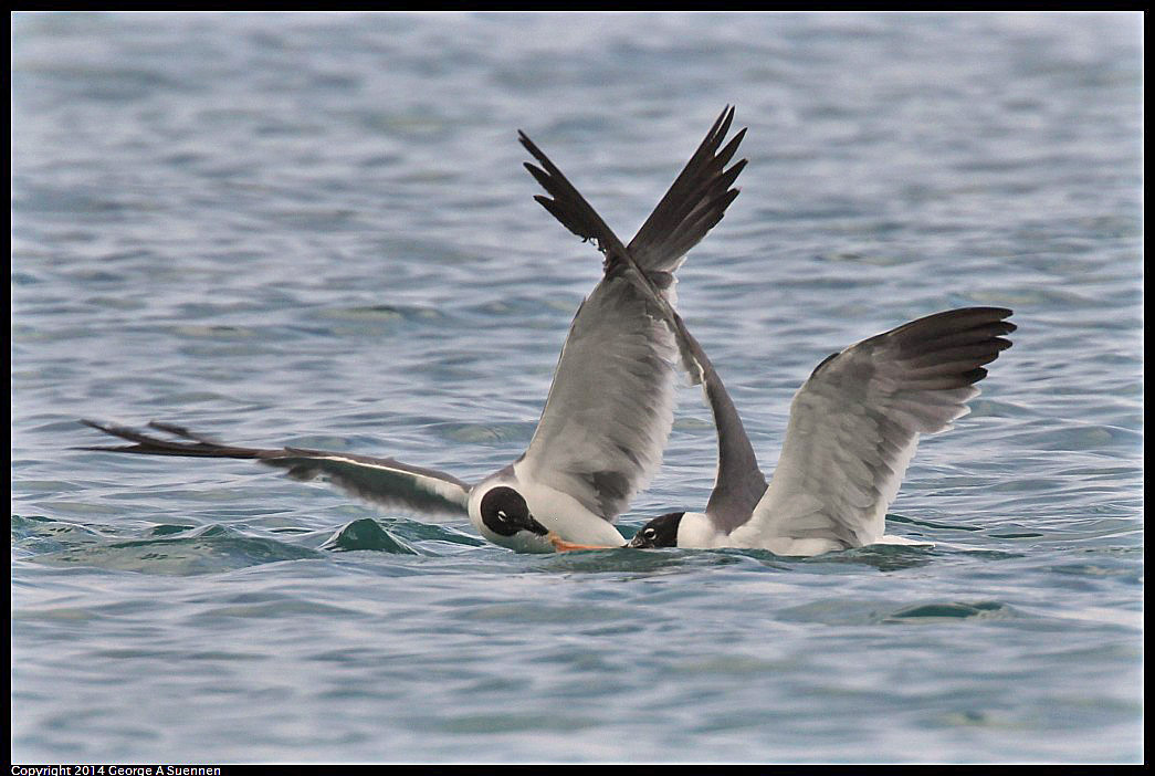 0819-162637-02.jpg - Laughing Gull