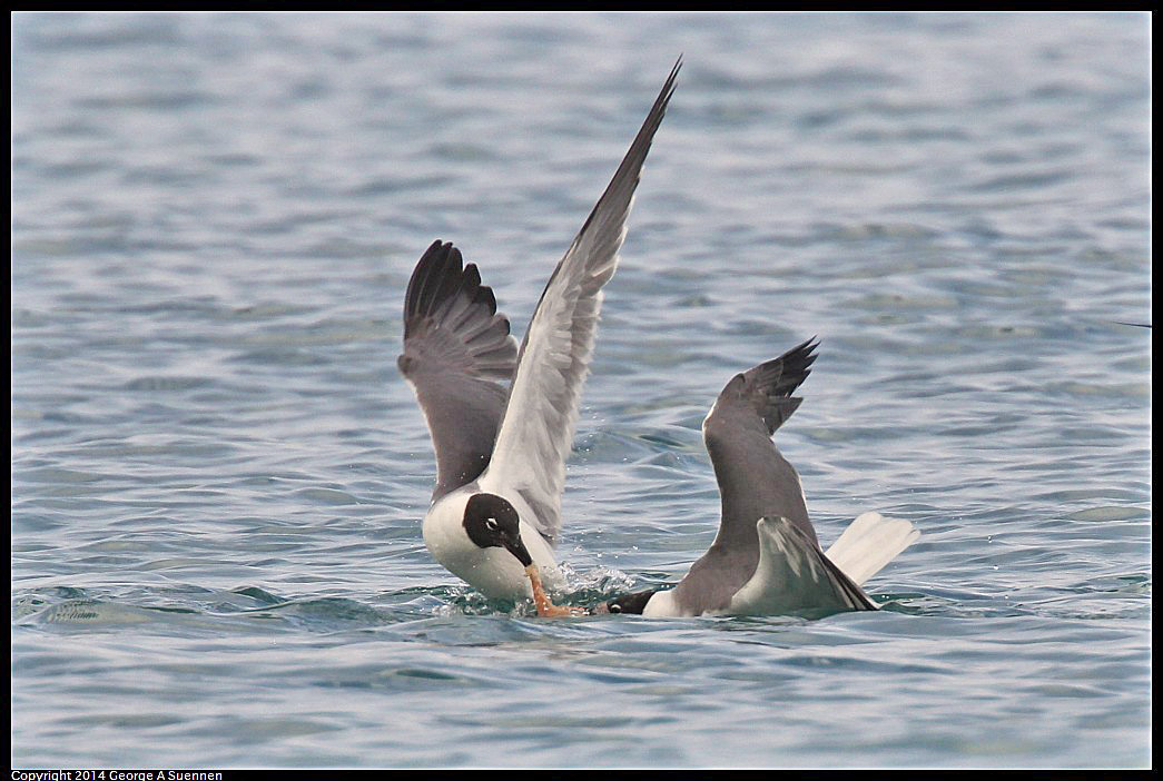 0819-162637-03.jpg - Laughing Gull