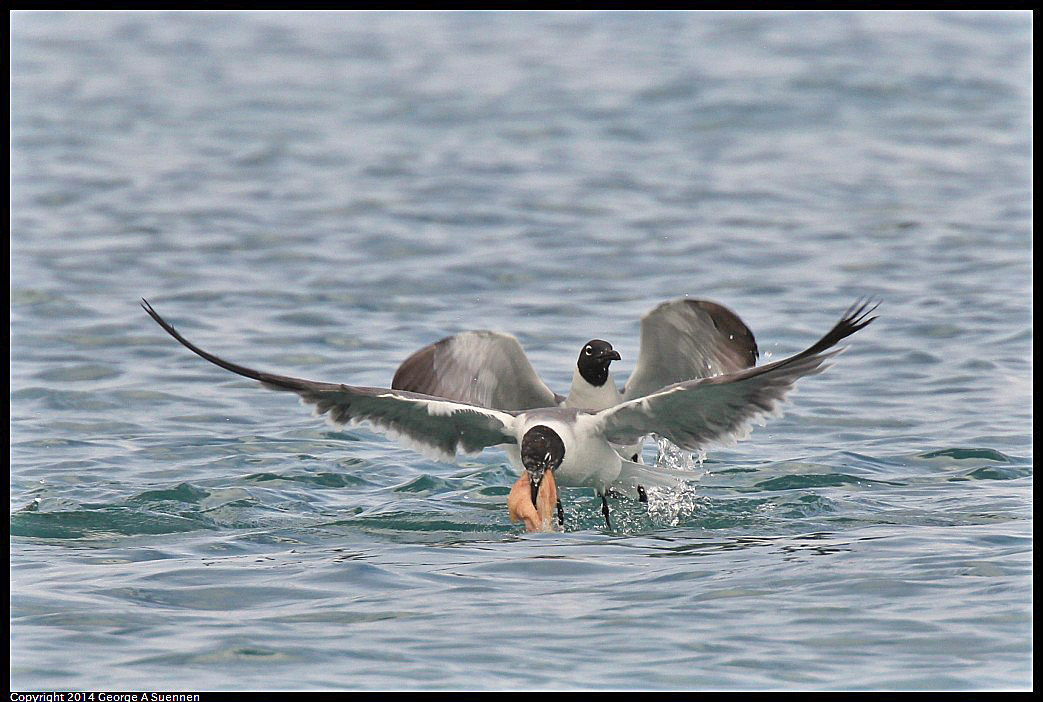 0819-162638-03.jpg - Laughing Gull