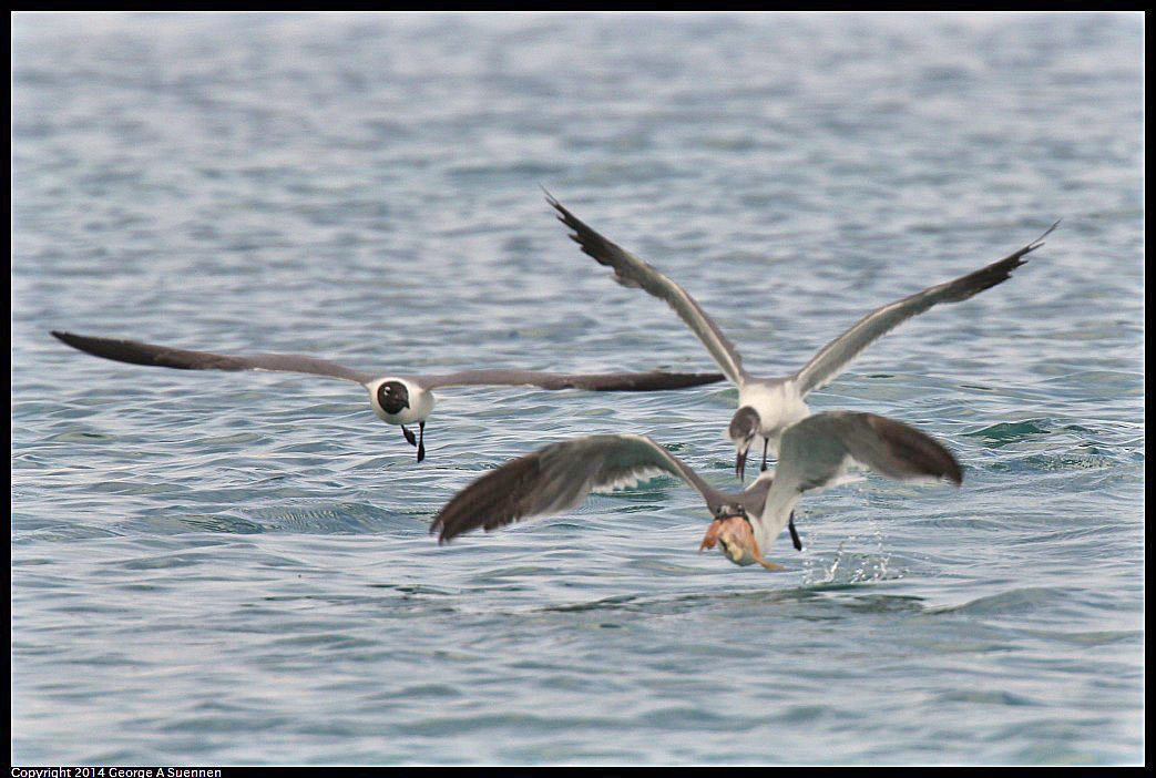 0819-162639-03.jpg - Laughing Gull