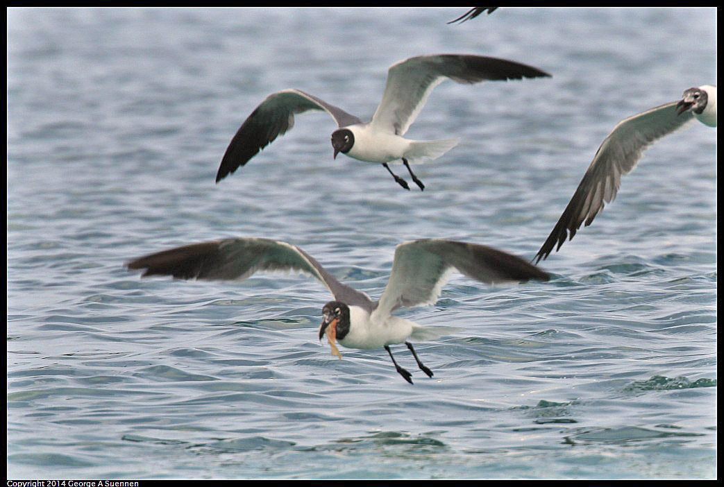 0819-162641-01.jpg - Laughing Gull