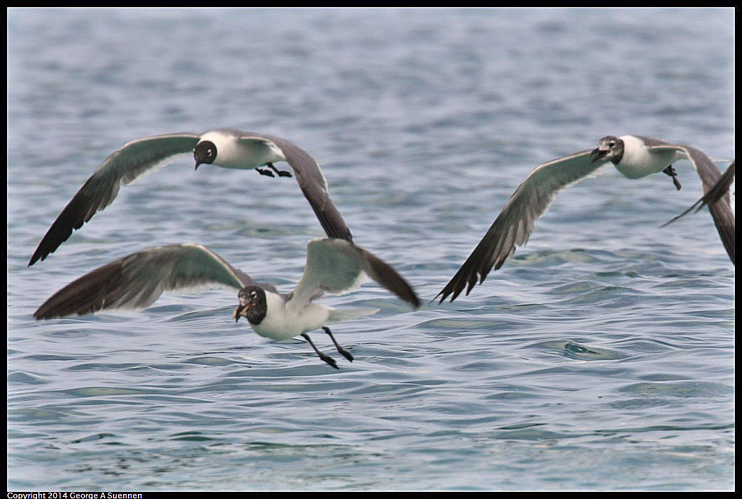 0819-162641-02.jpg - Laughing Gull