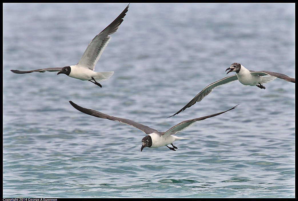 0819-162641-05.jpg - Laughing Gull