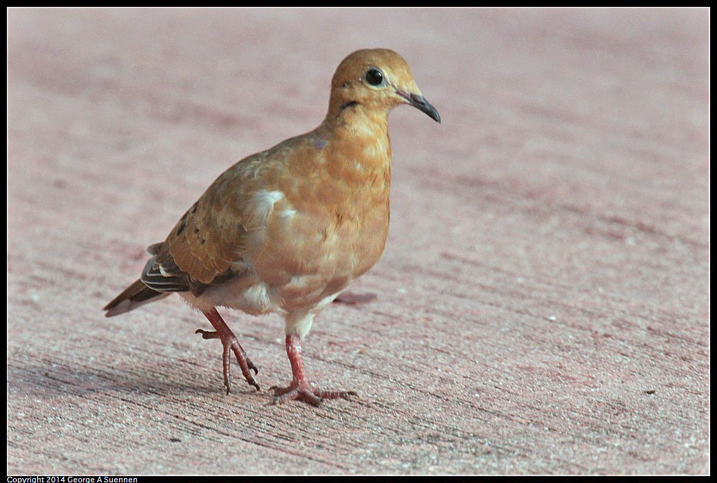 0819-165830-01.jpg - Zenaida Dove