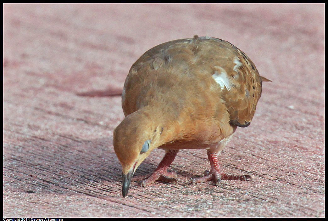 0819-165832-02.jpg - Zenaida Dove