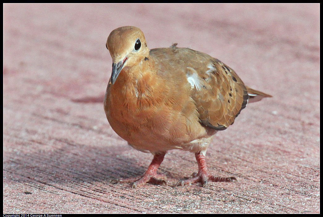 0819-165832-03.jpg - Zenaida Dove