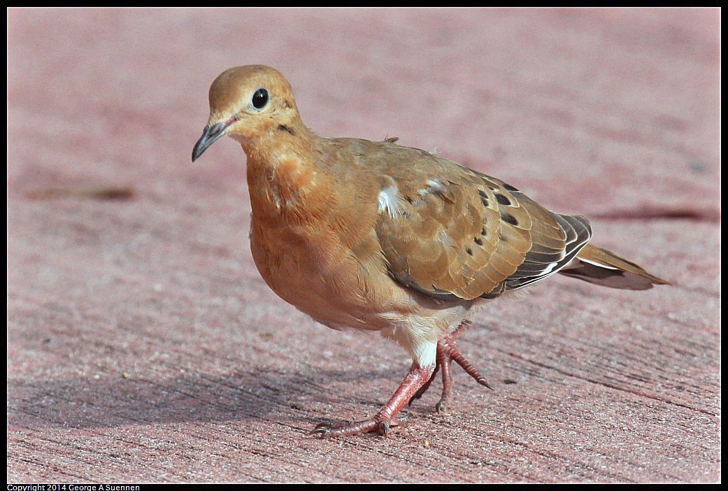 0819-165833-03.jpg - Zenaida Dove