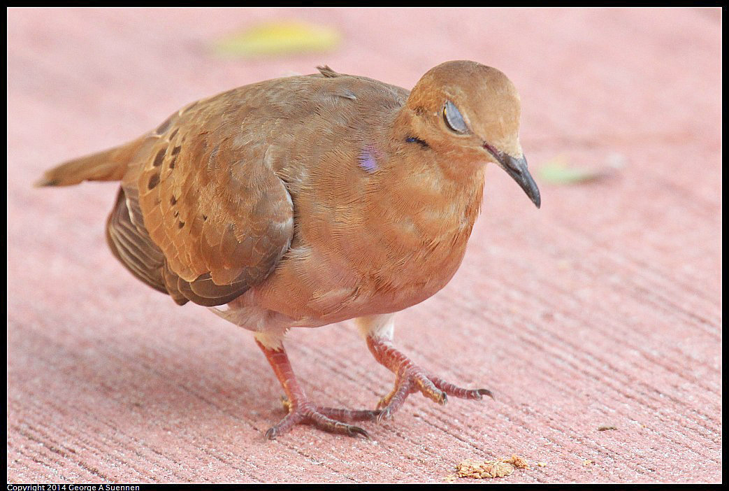 0819-165856-01.jpg - Zenaida Dove