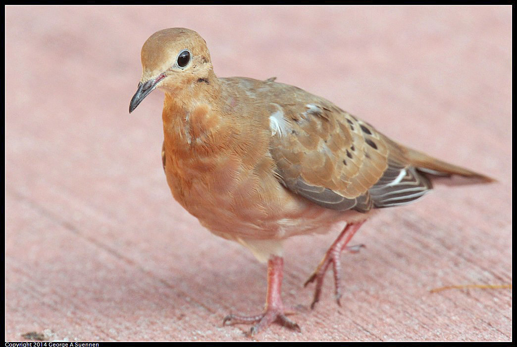 0819-165858-02.jpg - Zenaida Dove