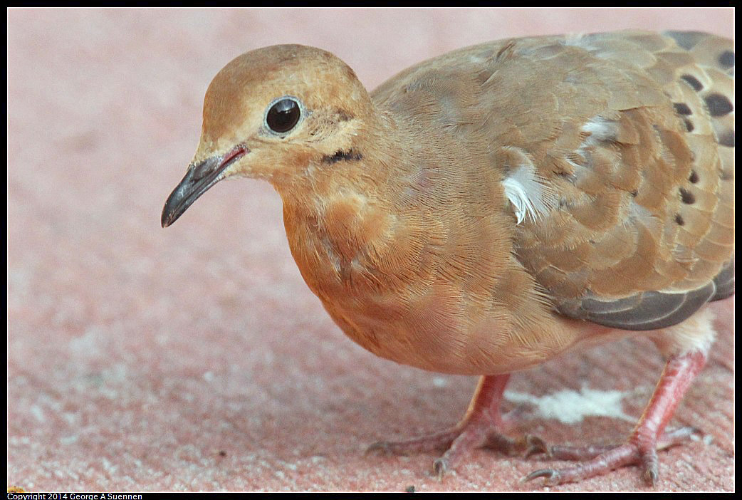 0819-165906-01.jpg - Zenaida Dove