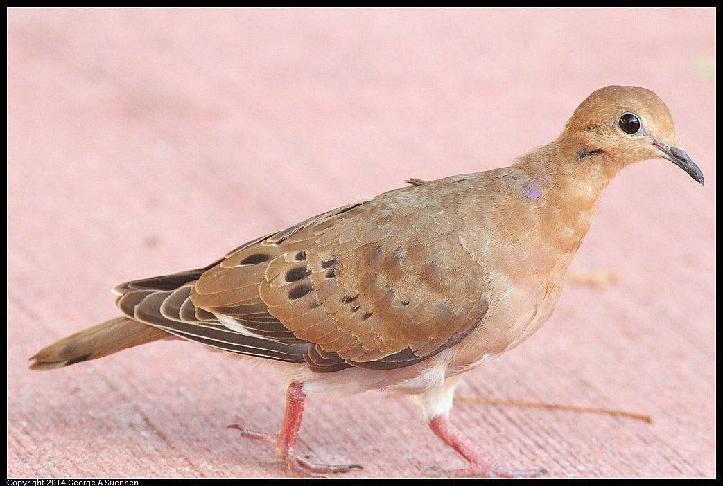 0819-165950-03.jpg - Zenaida Dove