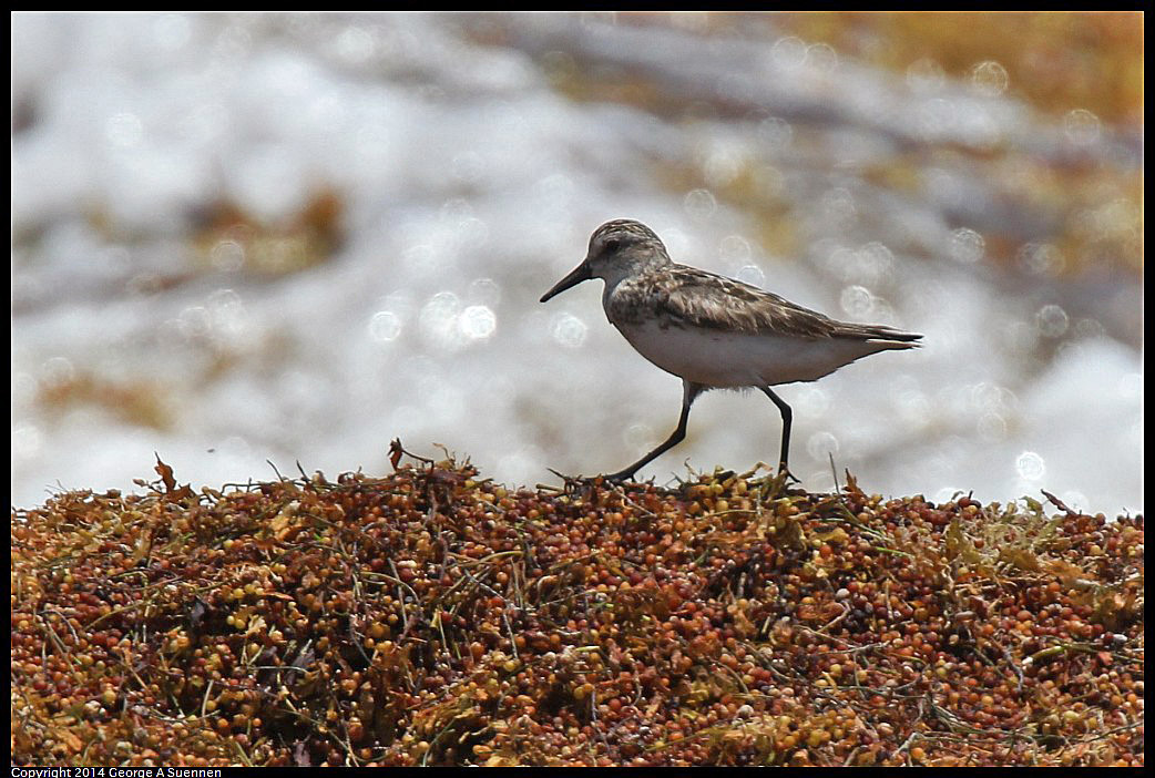 0820-112911-01.jpg - Sandpiper