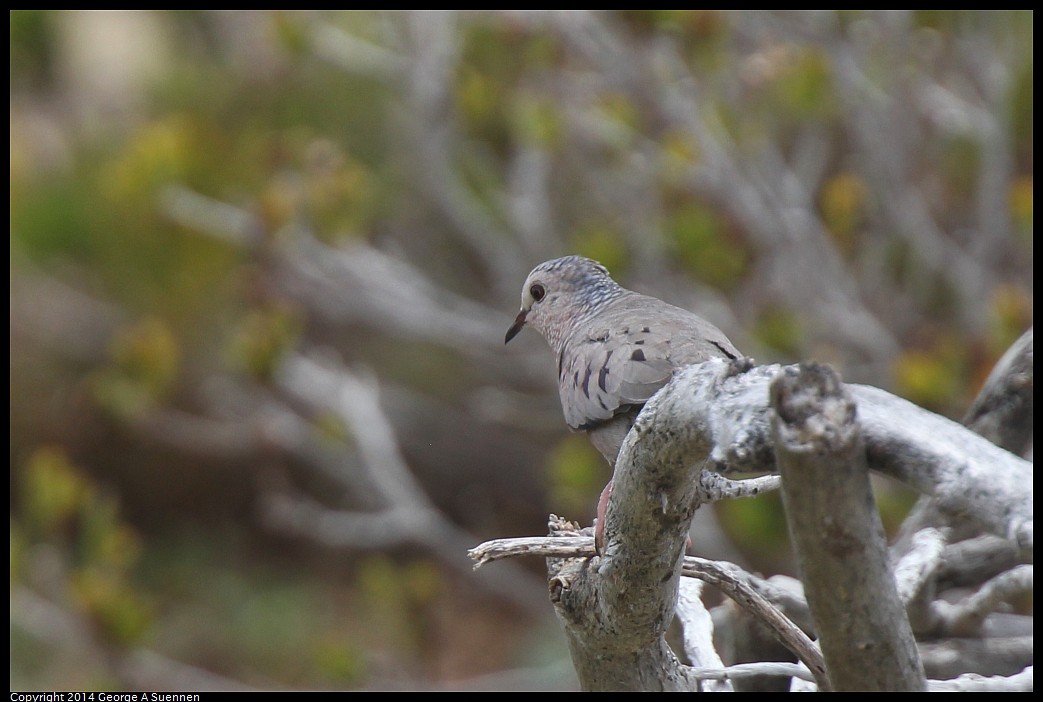 0822-111332-01.jpg - Common Ground-Dove