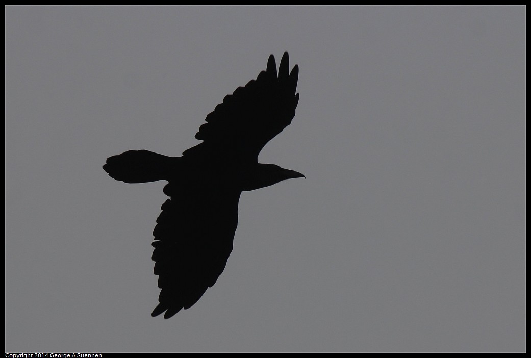 0919-132743-02.jpg - Common Raven