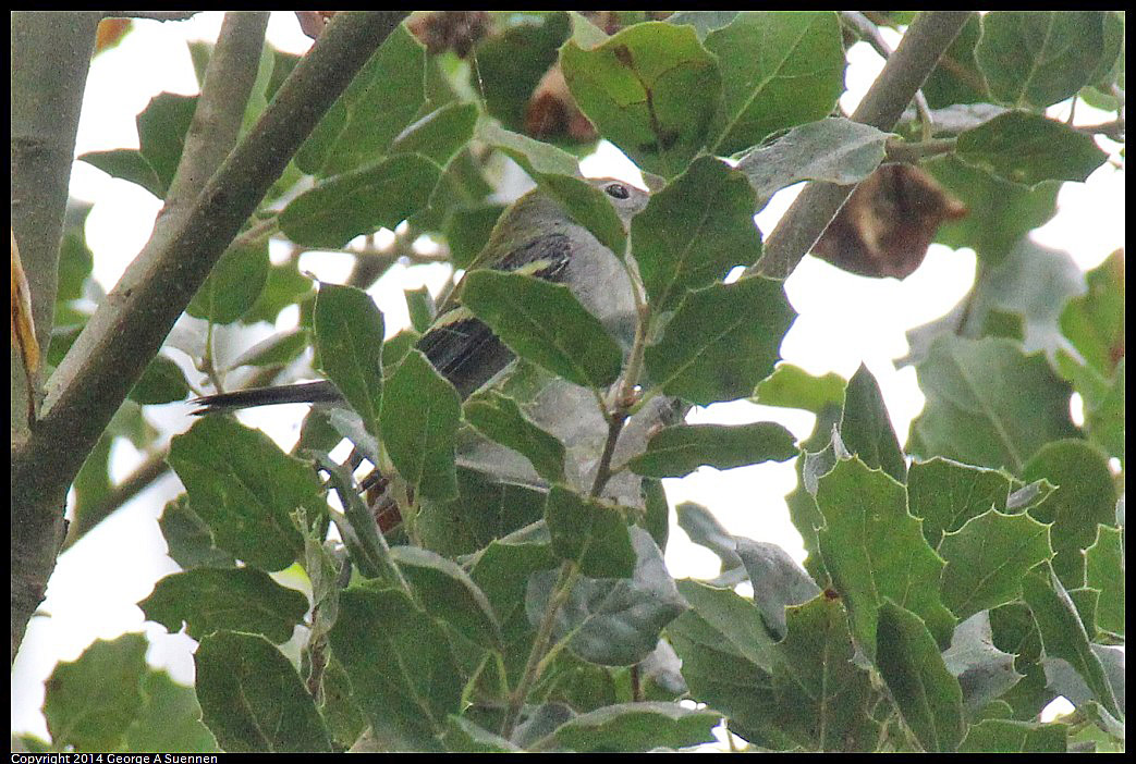 0919-140311-01.jpg - Chestnut-sided Warbler