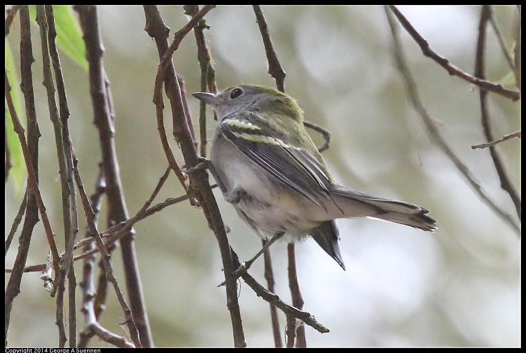 0919-151859-02.jpg - Chestnut-sided Warbler