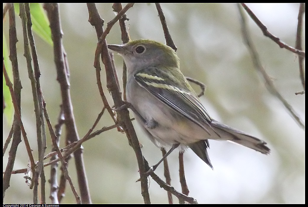 0919-151900-01.jpg - Chestnut-sided Warbler